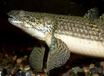 Bichir