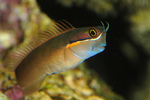 Bicolor Blenny