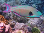 Bicolor parrotfish