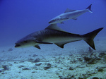 Big and little cobia fishes