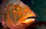 Big face Ballan wrasse