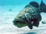 Big fat jewfish