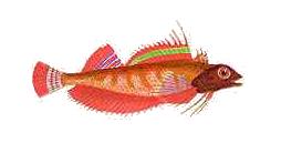 Bigeye squaretail wallpaper