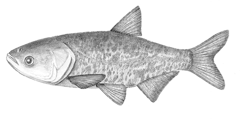 Bighead carp wallpaper