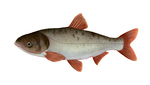 Bighead carp