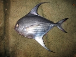 Bigscale pomfret