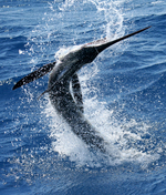 Billfish jumps 