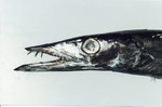 Black and white Snake mackerel
