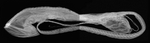 Черно-белое фото Кнутохвостного мешкорота
