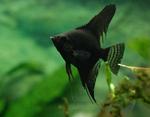 Black angelfish