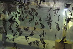 Black angelfishs