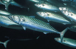 Black mackerel