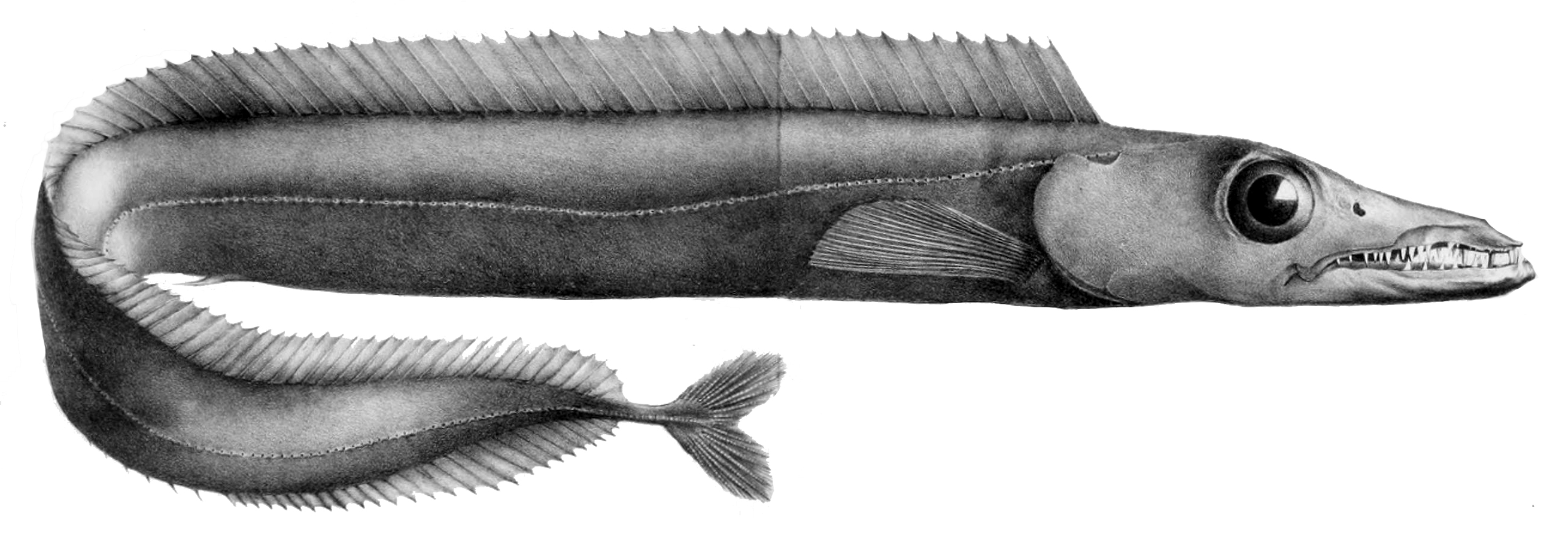 Black scabbardfish wallpaper