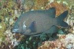 Black scalyfin prarma