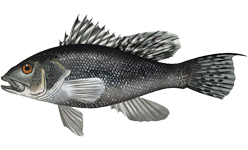 Black sea bass wallpaper