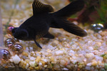 Black Telescopefish