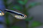 Black tetra