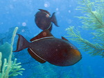 Black triggerfish in algae