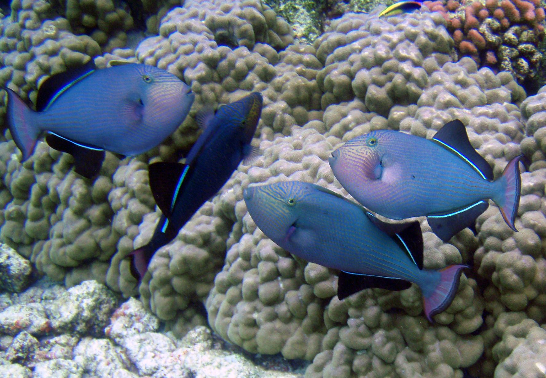 Black triggerfish wallpaper