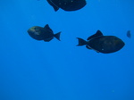 Black triggerfish sea