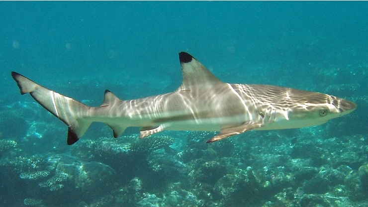 Blacktip reef shark wallpaper