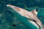 Blacktip reef shark