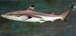 Blacktip reef shark side