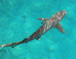 Blacktip reef shark top