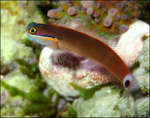 Blenny bottom