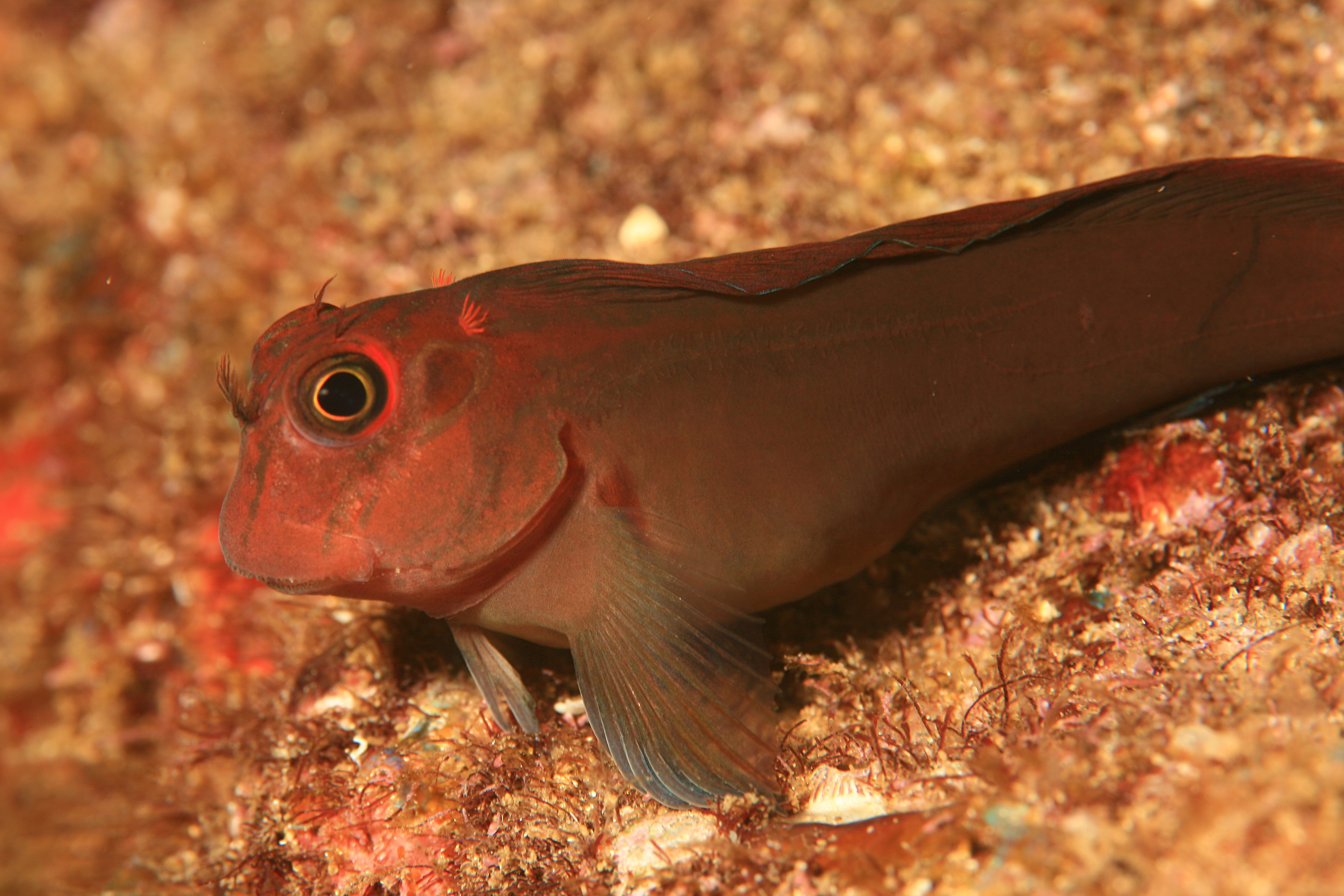 Blenny wallpaper