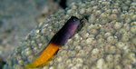 Blenny