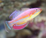 Blinding Wrasse