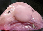 Blobfish