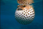 Blowfish on sea