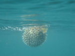 BlowFish on the surface