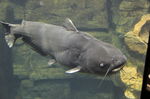 Blue catfish in aquarium