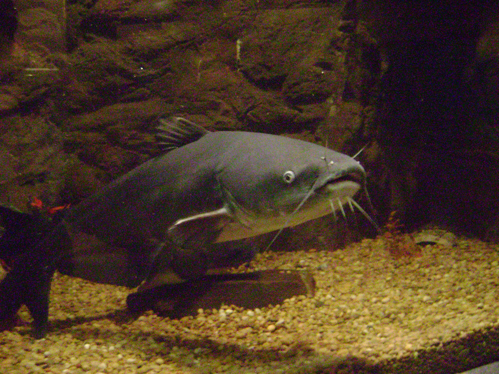 Blue catfish wallpaper