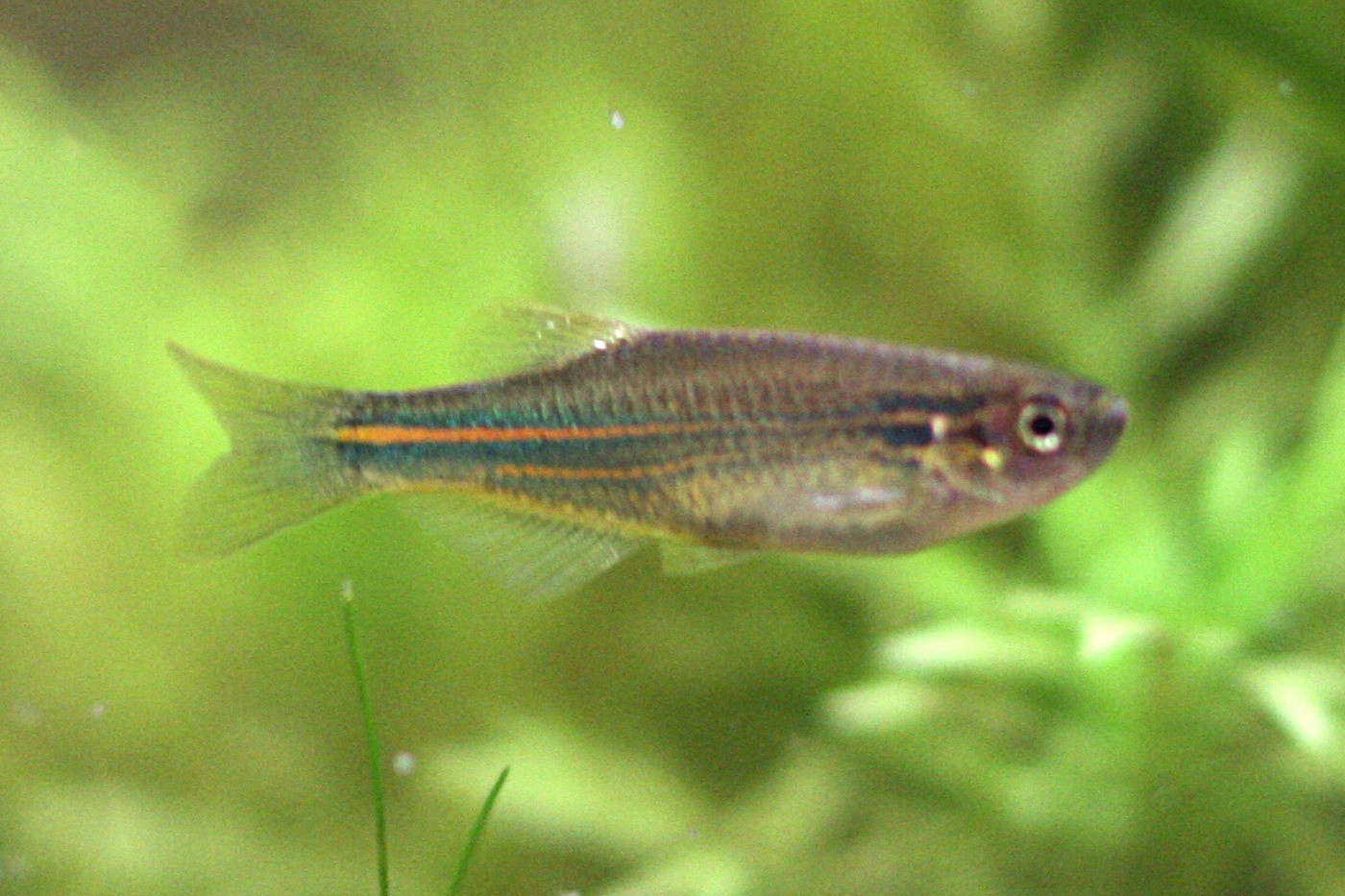 Blue danio wallpaper