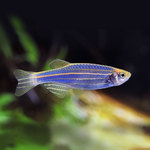 Blue danio