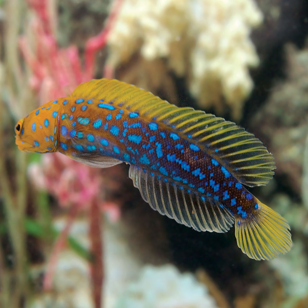 Голубая рыбка фото