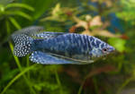 Blue labyrinth fish