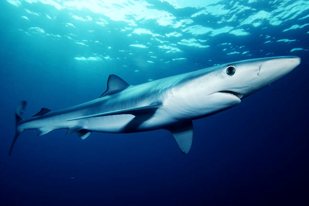 Blue shark wallpaper