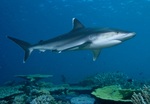 Blue shark in sea