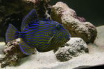 Blue triggerfish in the roсks