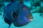 Blue triggerfish