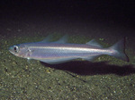 Blue whiting