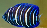 Blueface Angelfish