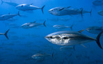 Bluefin tuna