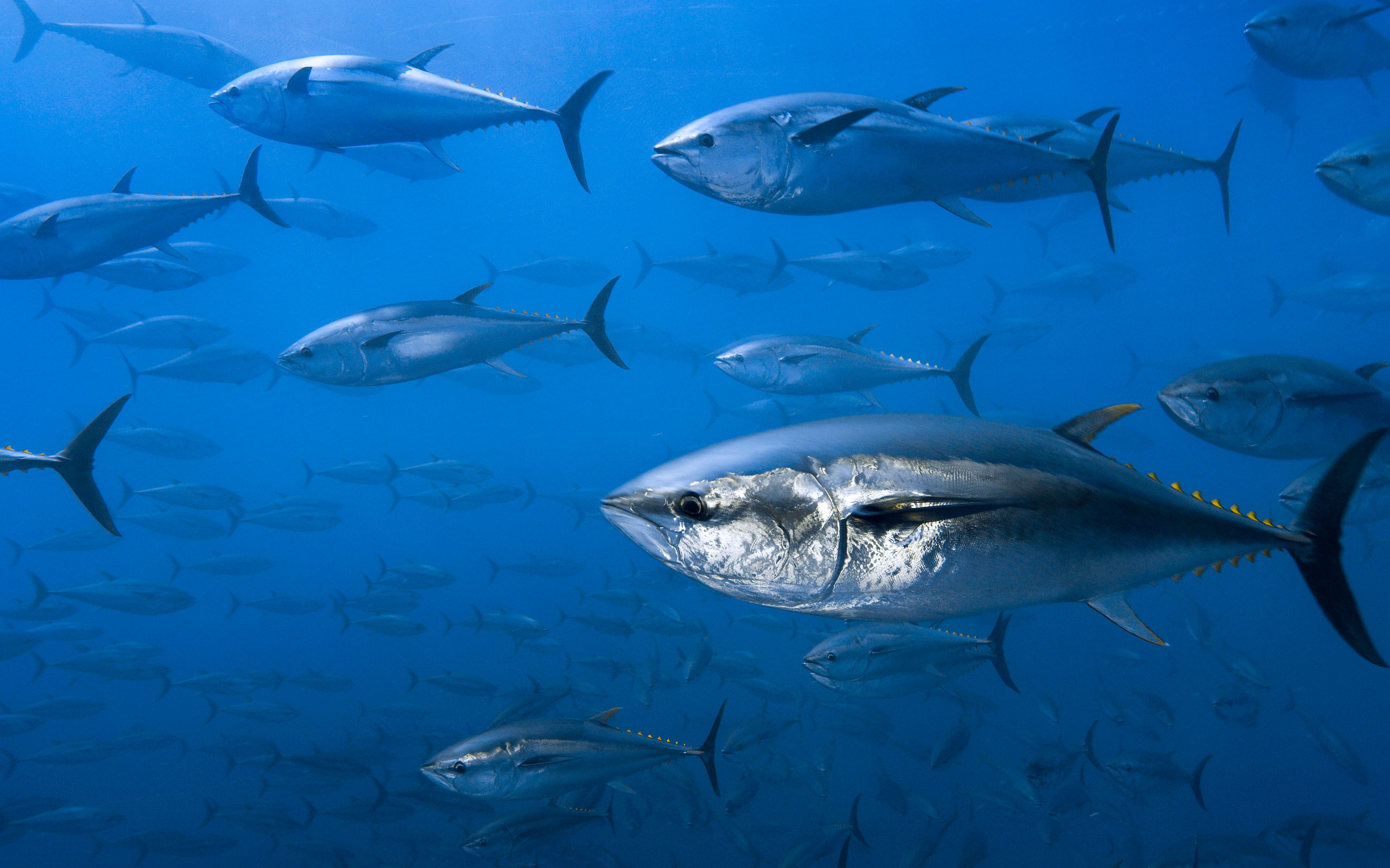 Bluefin tuna wallpaper