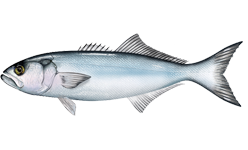 Bluefish wallpaper